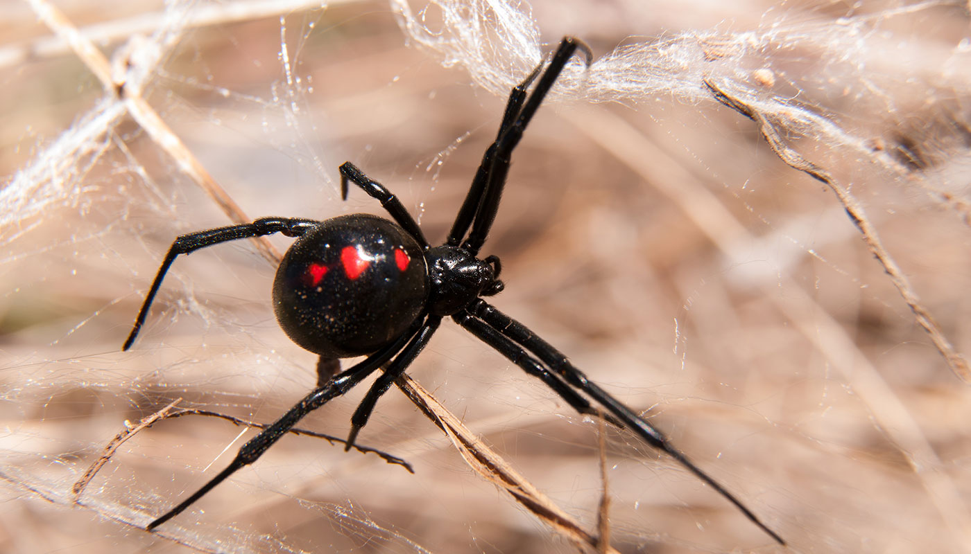 redback