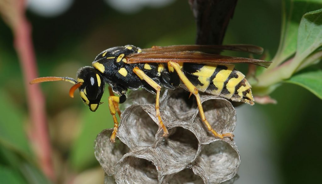 taree-pest-control